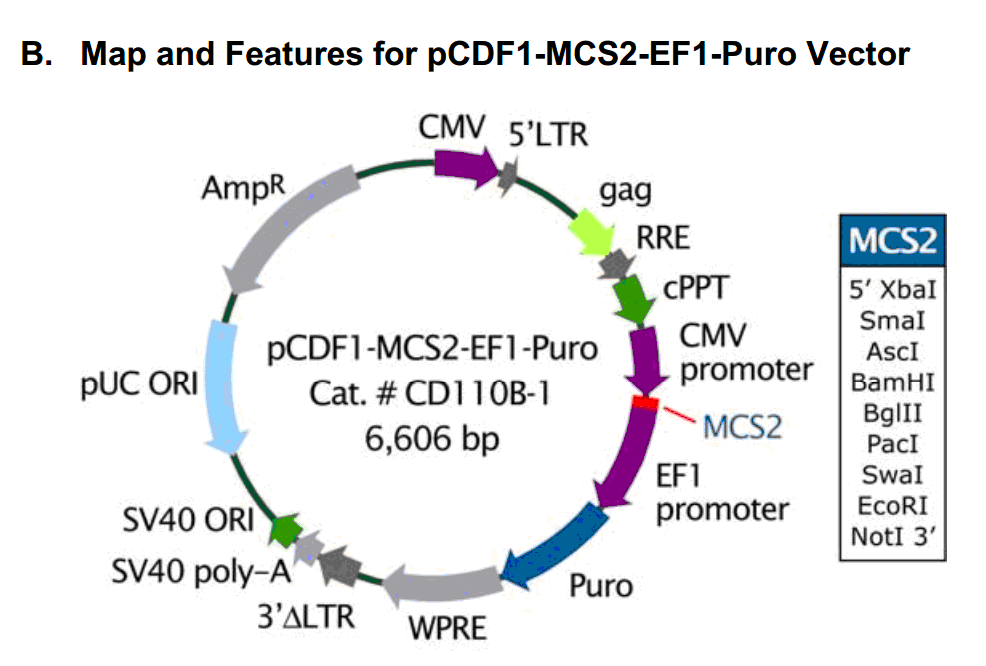 pCDF1-MCS2-EF1-Puro载体图谱